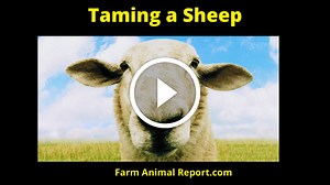 11 Secrets On How To Tame Sheep (2024)