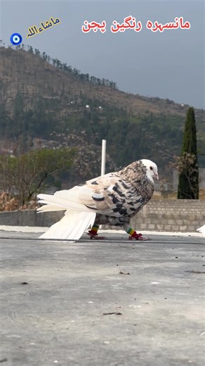 Appreciating MashAllah Shouq and Colorful Pigeons