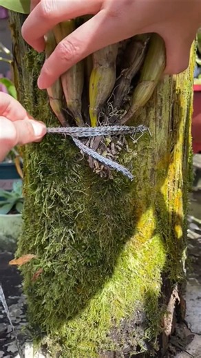 Top useful video! growing Dendrobium orchid plant on the wood🪵🌱🌱🌱🌱🌱