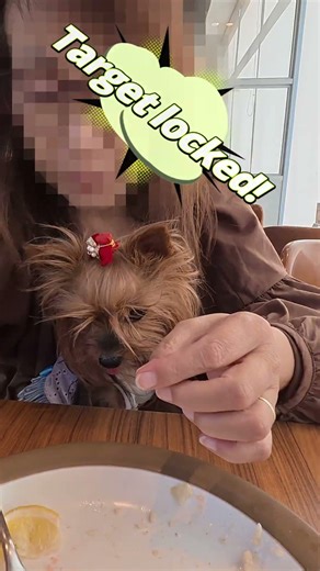 The silent pressure! 😂 Tiny Yorkie Lan staring at Mom’s last bite with high expectations! 🍽️#shrots
