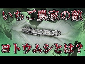 いちご農家の敵！ヨトウムシとは？予防策や駆除方法まで解説します！！