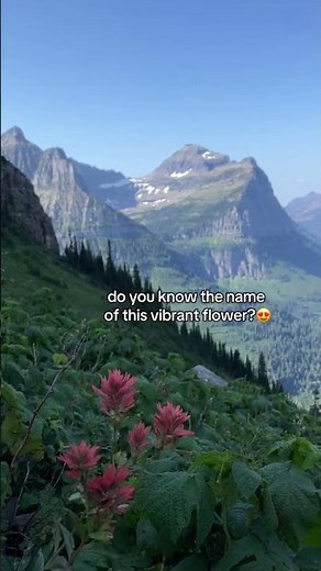 The Secret Life of the Indian Paintbrush! 🎨✨