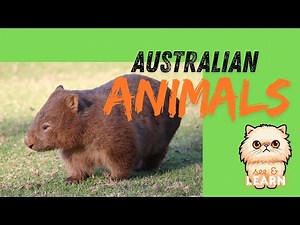Amazing Australian Animals