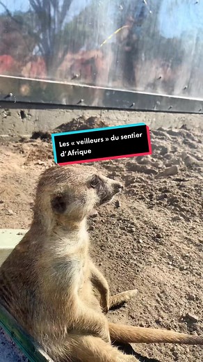 Qu’est-ce qui fait le bonheur de nos suricates? Du soleil, de la visite, creuser des tunnels et être partie prenante d’un groupe. Ils sont curieux, actifs et, avouons-le, très attachants. 🥹💕#zoolife #fyp #suricatefamily #merkat