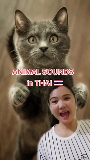 509K views · 10K reactions | ANIMALS SOUNDS IN THAI PT.2 #thailand #thailanguage | Thailingual PH | Facebook