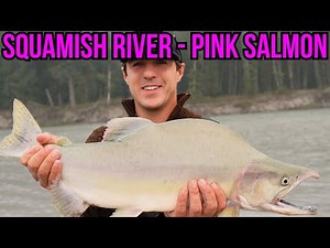 PINK SALMON Fishing! | SQUAMISH RIVER (EPIC!)