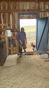 265K views · 4.7K reactions | Fighting for every meal #pocketsized #babyminidonkey #bottlefedbaby #newborndonkey #ranc #minidonkeylife | Double Donkey Ranch | Facebook