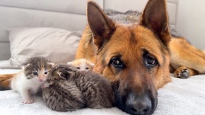 German Shepherd Becomes Night Shift For Kittens