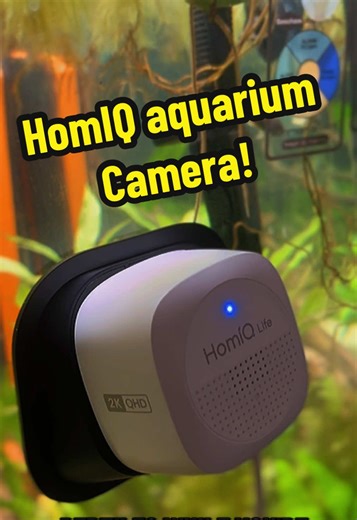 I’m so glad I can check on my fish anytime anywhere! It’s gonna give me so much comfort knowing I can see them and make sure they are alright! #fishtoks #fishtok #fishkeeper #aquariumlife #fishcontent