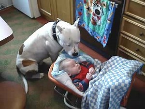 Дружба с амстаффом.