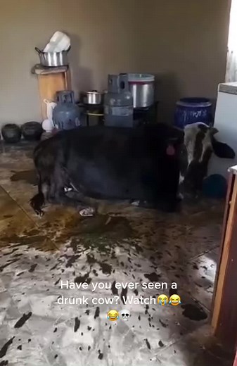 Hilarious Video of a Drunk Cow | Big Zulu Hangover Song