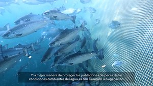 aquaControl: El futuro de la aireación y la oxigenación - subtitles only