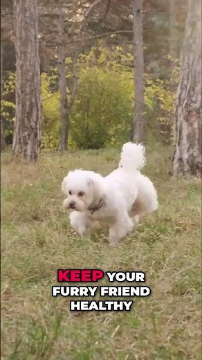 Maltipoo Health: Spotting and Preventing Common Issues