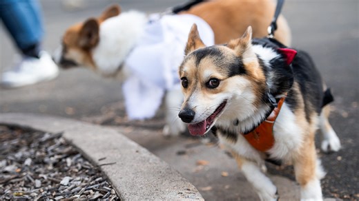 Eat your heart out, wiener dogs. Green Bay Gamblers will unleash 32 corgis on ice for first-time race