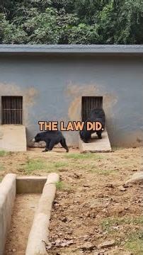 Wildlife Conservation Laws Revealed: The Pattern Nobody Sees