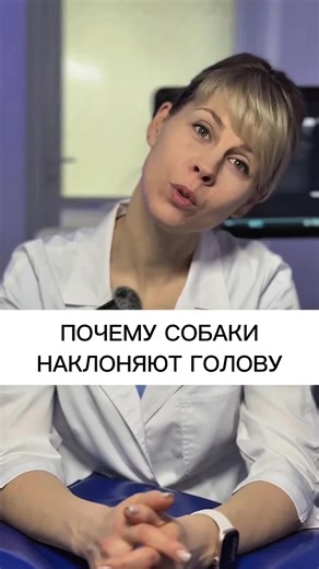 Почему собаки наклоняют голову, когда с ними разговаривают?