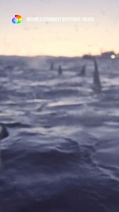 292K views · 7.4K reactions | This was the largest gathering of whales!  | Discovery Channel UK | Facebook