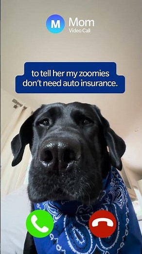 A good boy who knows insurance tricks? That deserves a special treat. #shorts