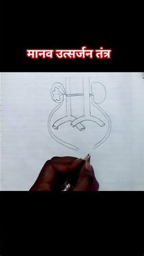 How to draw Excretory System drawing easy sketch #srsketch #rajneesonuji #viral #shorts
