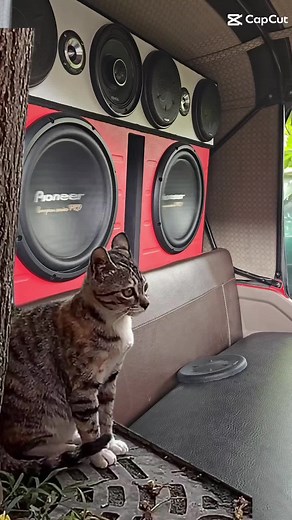 Videos de caraudioSANARATE (@caraudiosanarate) con “Gogo Dance - El Alfa & Chael Produciendo”