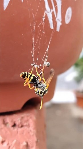 #mantis vs #spider | Pelea de Insectos