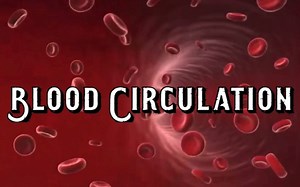 Blood Circulation Video by Tony Lu (血液循环）