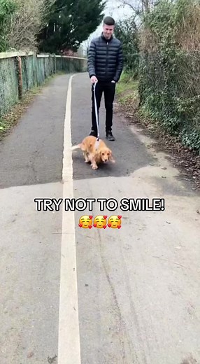 Happy Dogs: Try Not to Smile at These Adorable Pups!