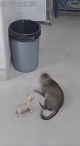 funny _🐕‍🦺🐶 dog, big problem — solved 😂🐾 #funnypetss #Chihuahua #pitbulllifee | Apex Reality