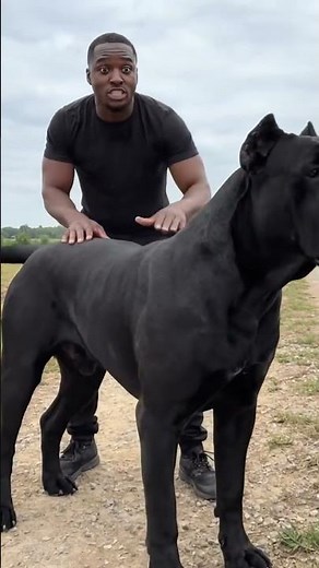 Largest Cane Corso in this world.