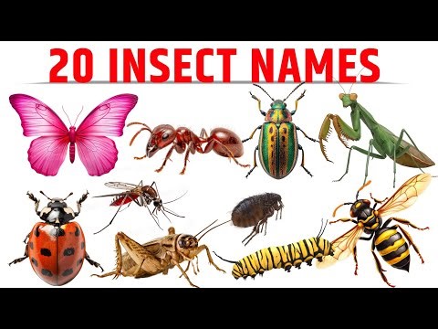 Insect Names In English With Pictures| Learn 20 Insect Names | Insect Names |Insect Names & Pictures