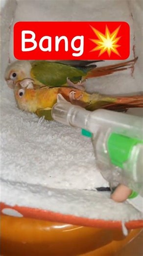 BANG! Kiki Plays Dead 😂💀 #birds #kiki #parrot #shorts