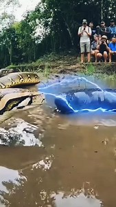 50 reactions | Python vs electril eel #wildlife #animal | Lalit Kumar | Facebook