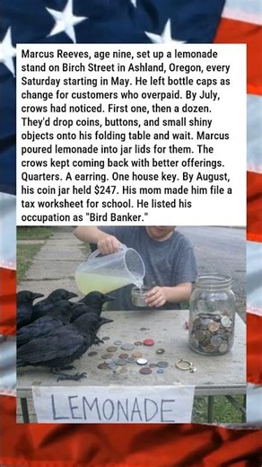 FLOCK OF CROWS DEPOSITS COINS AT ONE BOY'S LEMONADE STAND 🐦🪙😂