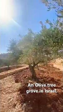 Olive trees #grove #harvest #nature #israel #visitisrael #olives #growingolives #beautifulnature