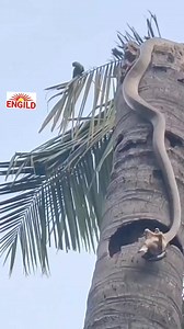 418K views · 213 reactions | Dangerous snake hunting from an old coconut tree #snake #snakehunt | Engild | Facebook
