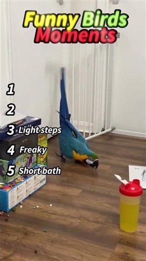 Ranking Funny Birds Moments #funny #birds #animals