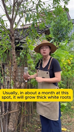 Propagating plants from cuttings #urbangardening #gardeningistherapy #gardeninggoals #homegardening #gardeninspiration | Gardening Lover