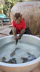 543K views · 3.9K reactions | Best Video Of Monkey SokYaa, To To And Family Are Amazing #Reels #reelsfypシ #Dog #reelschallenge #sokyya #ImageSEOTrends #FunnySokYaa #IQ #viral #MeganFox #kyliejenner #trending #viral #reels #game #sports #quiz #quizinstagram | Monkey Anita | Facebook