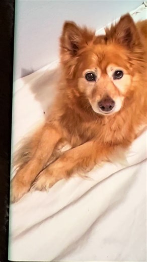 My favorite captured moment. #finnishspitz #memoriesbringback #mypuppylove