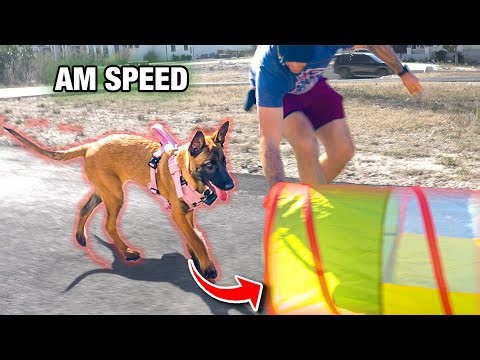 Malinois Puppy 1st Agility Course