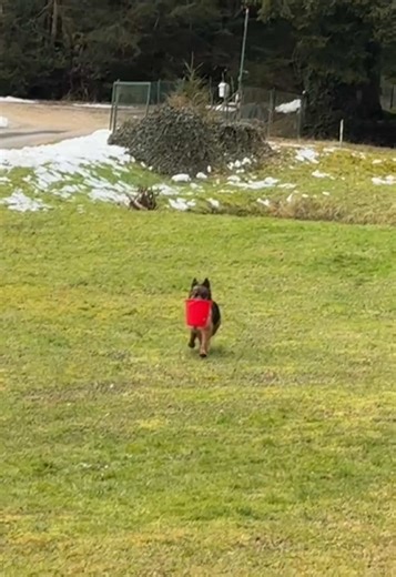 My German Shepherd: Half Dog, Half Bucket