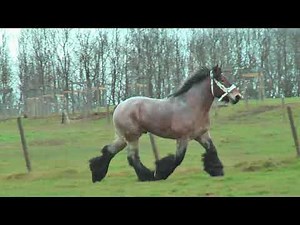 powerful yet graceful trot and gallop of Belgian draft horses in slow motion