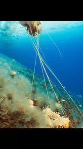 2.4K views · 49 reactions | Sea Anemones #oceanlife #oceanview #nature #sea | Animals Z | Facebook