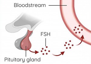 The Endocrine System and Endocrine/Exocrine Glands | LC Biology