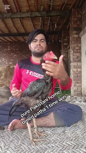 pure Pakistani patha home breed 1 time win match#imported #pure #Tufan #ilyasbhatti415