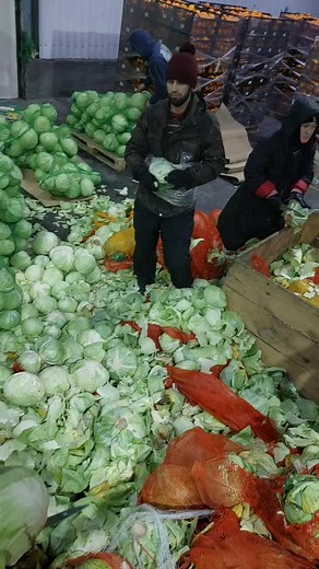 Cabbage Sorting in a Cold Warehouse Setting