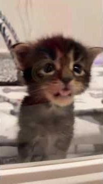 When Cats React Like It’s a Movie Scene 😂
