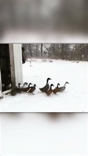 Crocodile Attacks Fisherman’s Boat