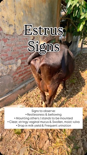 Dr. Chinmoy Das on Instagram: "Recognizing heat (estrus) signs on time is the key to successful breeding and better conception rates. Watch for behavioral and physical changes like restlessness, mounting, mucus discharge, and reduced feed intake. Timely heat detection = timely AI = better productivity 🐄🐃 Perfect for farmers, vet students, and animal health workers. #HeatSigns #EstrusSigns #AnimalBreeding #HeatDetection #DairyFarming [LivestockHealth ReproductiveHealth VeterinaryLife VetKnowled