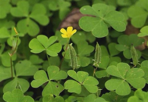50 Yellow Woodsorrel Seeds Oxalis Stricta - Oxalis Wildflower for Garden Planting - Etsy